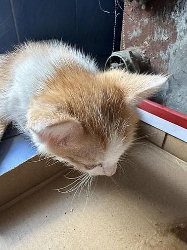 cat sofa: Рыже-белый котёнок с короткой шерстью и выразительными янтарными — 2