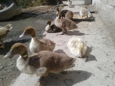 Птицы: Ииндоутят 1 мес крупные можно с уткой и селезнем — 1