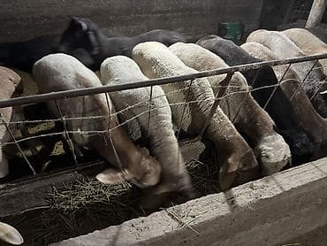 живой вес: Продаю | Баран (самец) | Гиссарская | На забой, Для разведения — 2