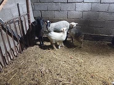 котята простые: Продаю | Овца (самка) | Для разведения | Матка — 3