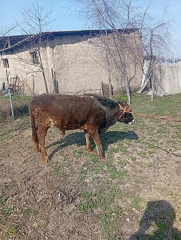 жаны уйлор: Сатам | Бука (эркек) | Бордоп семиртүү үчүн | Байланган — 8