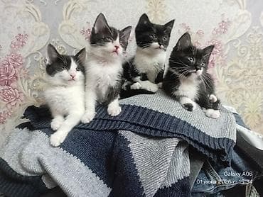 Отдам даром кошку: Отдам даром симпатичных котят. В любящие руки. Кушают всё . Приучены — 3
