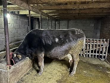 киссар кой: Продаю | Корова (самка) | Алатауская | Для молока — 1