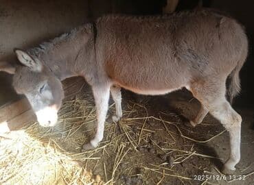 дойный коров: Продается ишачка . резвая. в бричке ходить. Описание: - Крепкая — 2