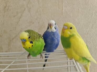 крольчатник купить: Продаём клетку со всеми кормушками,развлекушками и тремя цветными — 7