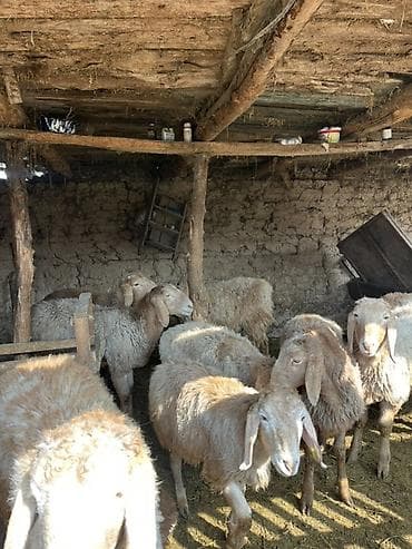 Услуги ветеринара: Продаю | Овца (самка) | Для разведения — 1