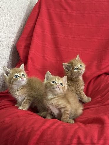 Лесная, 1 месяц, Мальчик, Рыжий, Приучена к лотку