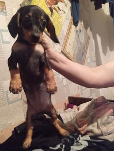 собака продам: Такса, 2 месяца, Самка — 3