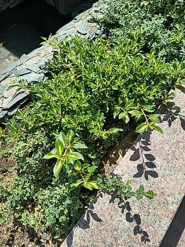 купить лавровое дерево: Хвойные и декоративные кустарники для ландшафта Что предлагается: - — 8