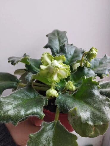 Продаю фиалки есть детки