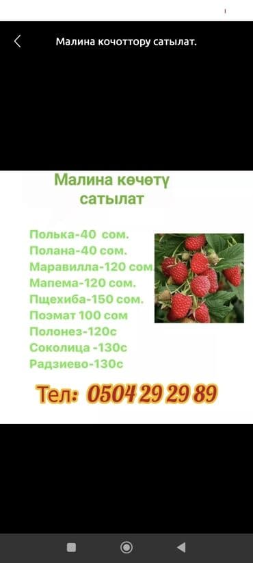 удобрение чёрный жемчуг: Саженцы малины — выбор сортов Доступные сорта с указанием цены (сом) — 1