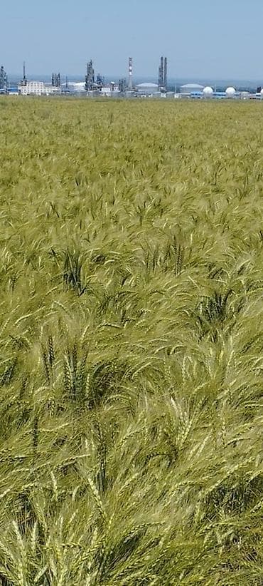 Жер участогун сатып алам: 400 соток — 4