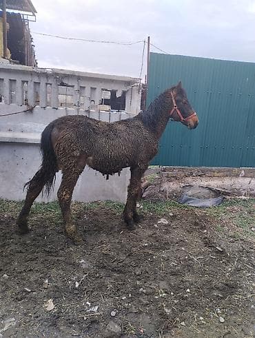 Башка жаныбарлар: Сатам | Бээ (ургаачы) | Жумушка | Асыл тукумдуу — 6