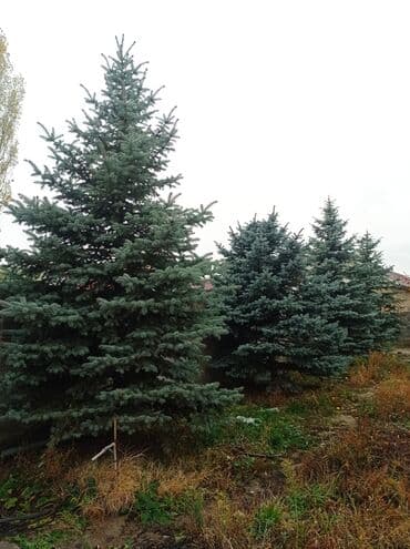 Продается голубой ель,4 штуки высота от 4 метров и выше, САМОВЫВОЗ at lalafo.kg Продается голубой ель,4 штуки высота от 4 метров и выше, САМОВЫВОЗ