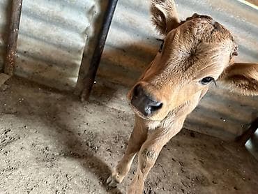 кой козу беловодский: Продаю | Музоо, торпок | Для разведения — 1