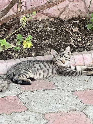 русская голубая: Котёнок тигрового окраса - Порода/тип: домашний короткошёрстный — 1