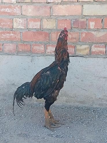 адлер петух: Продаю | Петух | Бойцовая | Для разведения — 2