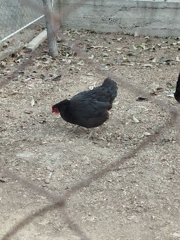 товары для кошек: Тооктор сатылат 4 штук бар алмашу жолдору бар адрес Заря Тынчтык — 5