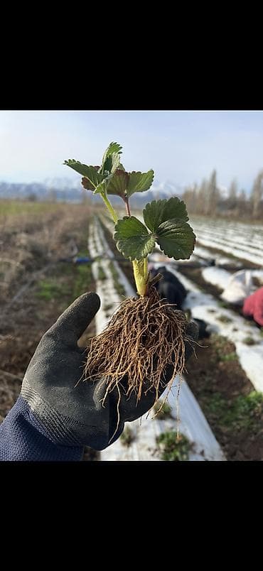 Альбион !(РАССАДА 🍀 В ограниченном количестве ‼️‼️‼️ Оптом и в