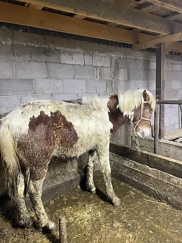 животные лошадь: Продаю | Жеребец | Рабочий — 4