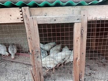 колбасный цех кара балта: Продаю | Цыплята | Полубрама, Домашняя, Леггорн | На забой — 3