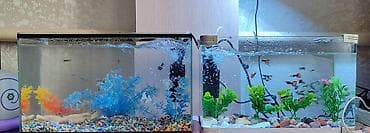 рыбки золотые: Продаются 2 аквариума с рыбками гуппи 🐠 В комплекте: ^ два ухоженных — 4