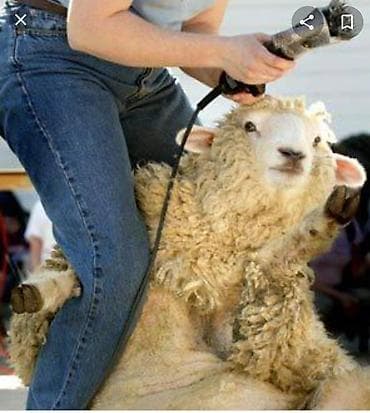 ветеринар на дом бишкек: Стришка овец (кой кыркабыз) тарак, бычактарын курчутабыз.тел — 1