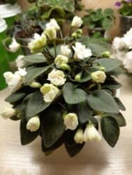 ультрафиолетовая лампа для растений: В продаже трейлерные (ампельные и кустовые)фиалки: детки, стартеры(от — 20