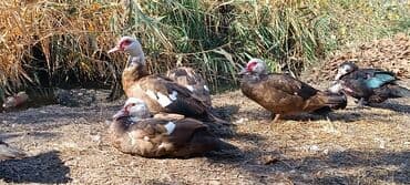 продаю в связи с переездом: Срочно продается индоутки — 2