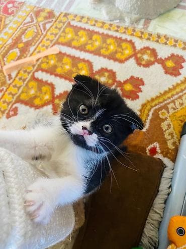 кандек собака: Котята, домашнее выращивание. - Породы/типы: один котёнок однотонный — 4