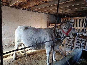 козулу кой: Продаю | Корова (самка) | Для молока | Привязанные — 1