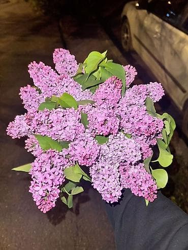 🌸 Весна в каждом букете 🌸 Сирень — это не просто цветы, это эмоции 💫