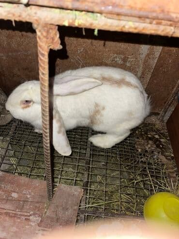 дикаративные кролики: Продаю | Крольчата | Декоративная | Для разведения — 5