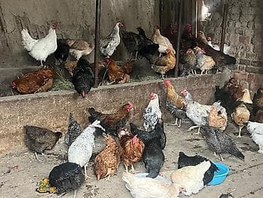 продажа собаки: Продаю | Куры | Домашняя | Для разведения — 2