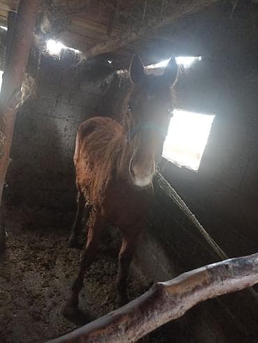 куплю гусят: Продаю | Жеребец | Для разведения — 1