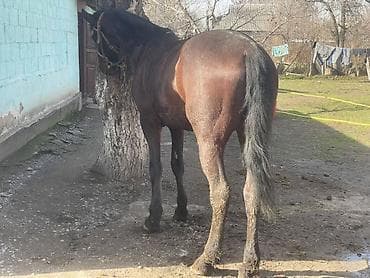 стелные каровы: Продаю | Жеребец | Полукровка | Конный спорт — 10