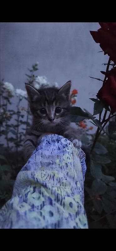 домашние питомцы купить: Отдаём котят в добрые руки, родились 27 апреля, мама крысалов — 6