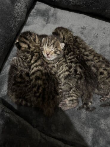 черные котята купить: Котята от домашней пары: папа — бенгальский кот с ярким контрастным — 4