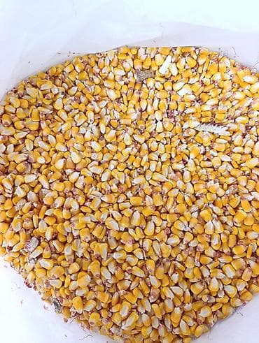 сено с поля: Кукуруза фасованная (зерно) - Тип: кукуруза сушёная, желтое зерно — 3