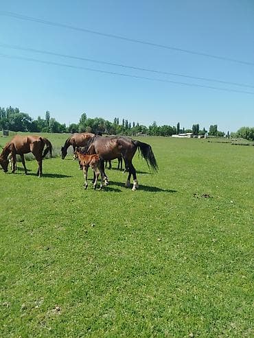 Айыл-чарба жаныбарлары: Сатам | Тай | Көбөйтүү үчүн | Асыл тукумдуу — 8
