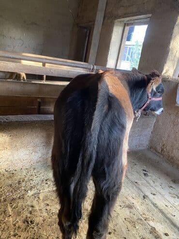 собаку в добрые руки: Продаю | Бык (самец) | Алатауская | На откорм | Привязанные — 6