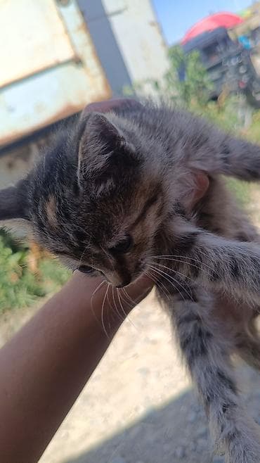 Үй жаныбарлары: Котята, домашние, короткошёрстные. - Окрас: есть полосатые — 1