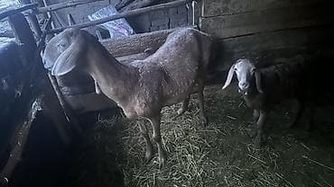 Животные: Продаю | Баран (самец), Овца (самка), Ягненок — 2