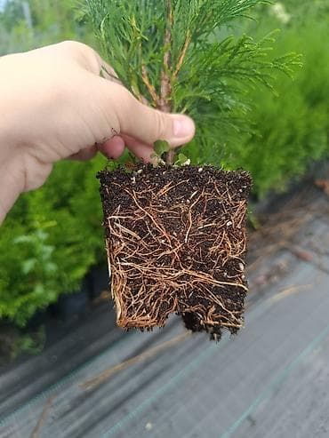 амур рыба: Продам партию туи Смарагд - 400шт саженцев 🌿 Здоровые, крепкие — 5