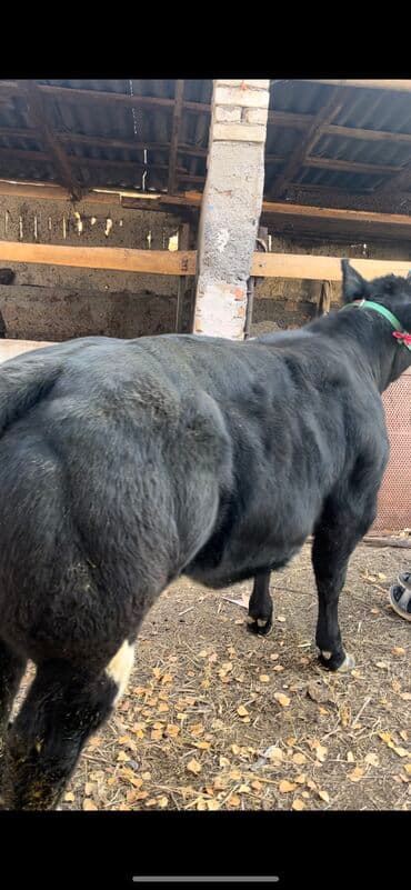 продажа щенков немецкой овчарки с документами в бишкеке: Сатам | Кунаажын | Бельгия | Көбөйтүү үчүн — 1