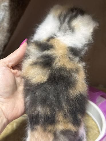 сколько стоит скоттиш фолд: Чистопородные шотландские короткошерстные котята от красивой привозной — 5