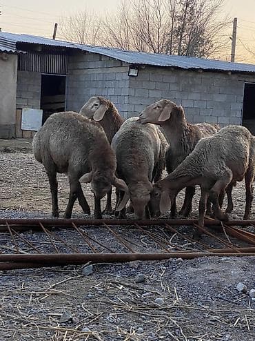 самоед купить: Продаю | Баран (самец) | Арашан | Для разведения | Осеменитель — 6