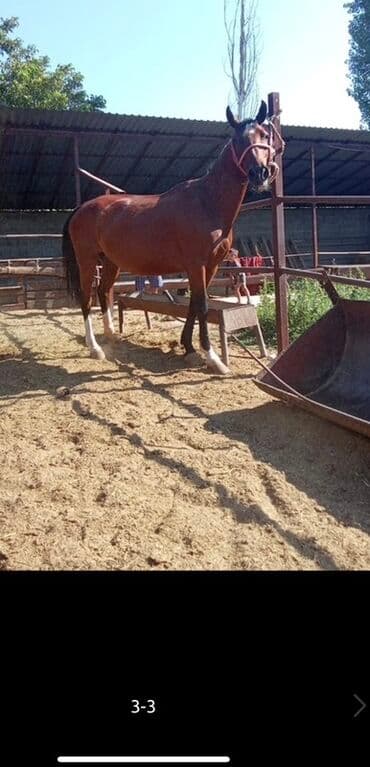 ящик для документов: Продаю | Кобыла (самка) | Английская | Для разведения | Племенные — 2