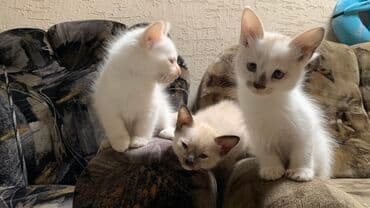 мейн кун бишкек 😺 питомник lyubushka 🐈 купить котенка 🐾 цена фото: Бесплатно в добрые руки!Котята 4 месяца Котята, помёт из трёх — 2