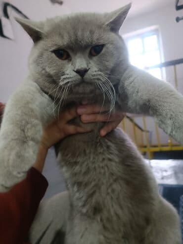 Собаки: Продается кот — 1